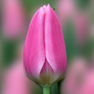 Тюльпан Matchmaker 600 цибулин розмір 12+