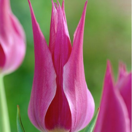 Тюльпан Май тайм 30 цибулин розмір 10/11