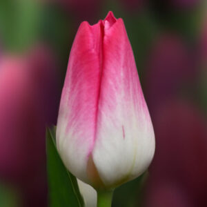 Тюльпан Memphis 600 цибулин розмір 12+