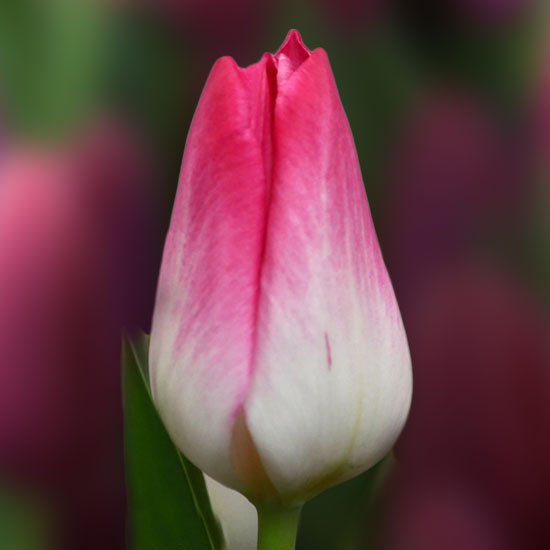 Тюльпан Memphis 600 цибулин розмір 12+