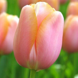 Тюльпан Ментон 25 цибулин розмір 10/11