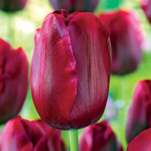 Тюльпан Merida 600 цибулин розмір 12+