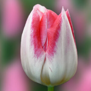 Тюльпан Mickey Chic 600 цибулин розмір 12+