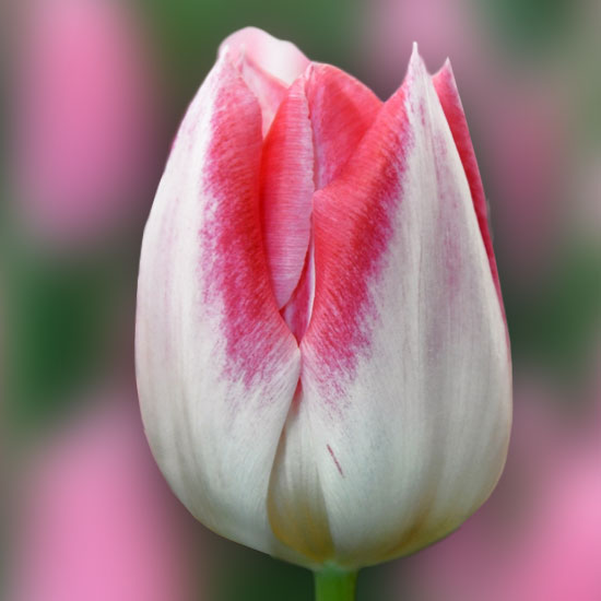 Тюльпан Mickey Chic 600 цибулин розмір 12+