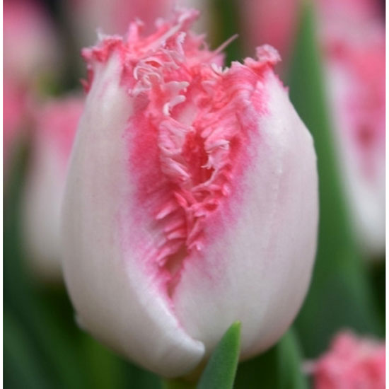 Тюльпан Neglige 600 цибулин розмір 12+