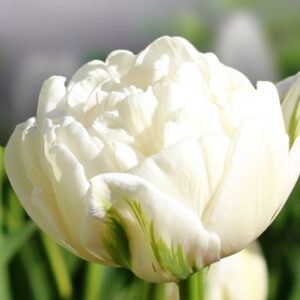 Тюльпан Northcap 600 цибулин розмір 12+