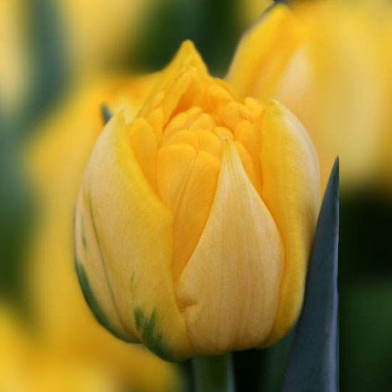 Тюльпан Nikon 600 цибулин розмір 12+