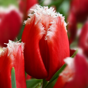 Тюльпан New Santa 600 цибулин розмір 12+