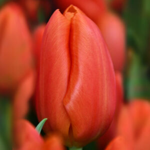 Тюльпан Orange Juice 600 цибулин розмір 12+