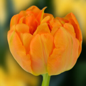 Тюльпан Orca 600 цибулин розмір 12+