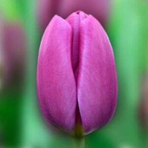 Тюльпан Ozon 600 цибулин розмір 12+