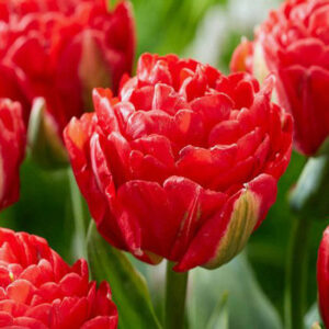 Тюльпан Pamplona 600 цибулин розмір 12+