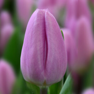 Тюльпан Paradero 600 цибулин розмір 12+