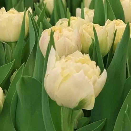 Тюльпан Piste 600 цибулин розмір 12+