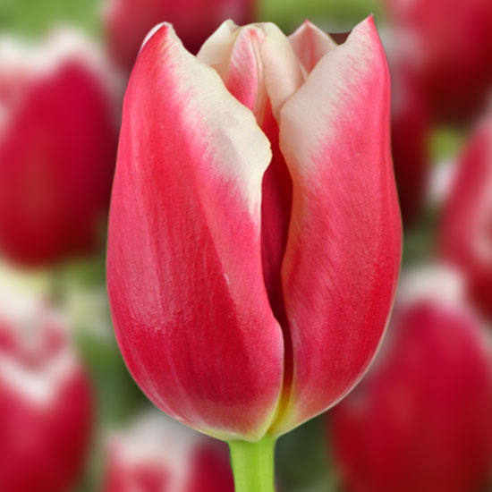 Тюльпан Poseidon 600 цибулин розмір 12+