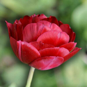 Тюльпан Presto 600 цибулин розмір 12+