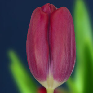 Тюльпан Puma 600 цибулин розмір 12+