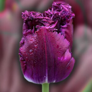 Тюльпан Purple Crystal 600 цибулин розмір 12+