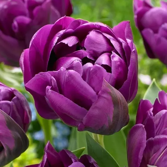Тюльпан Purple Peony 600 цибулин розмір 12+