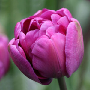 Тюльпан Purple Sky 600 цибулин розмір 12+