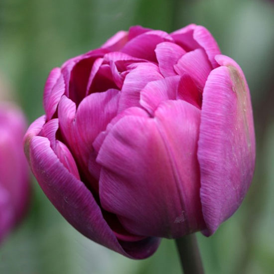 Тюльпан Purple Sky 600 цибулин розмір 12+