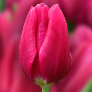 Тюльпан Pink Ardour 600 цибулин розмір 12+