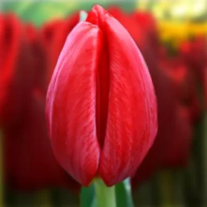 Тюльпан Red Baron 600 цибулин розмір 12+