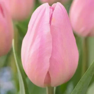 Тюльпан Rosalie 600 цибулин розмір 12+