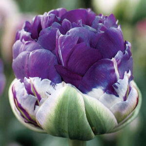 Тюльпан Saigon double 600 цибулин розмір 12+