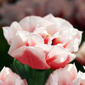 Тюльпан Sambuca 600 цибулин розмір 12+