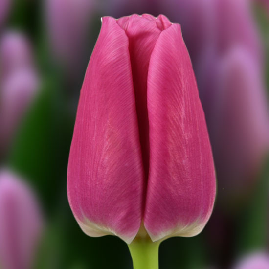 Тюльпан Sandor 600 цибулин розмір 12+