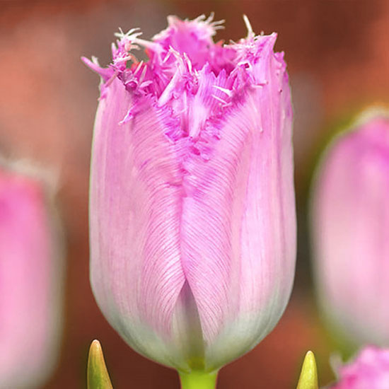 Тюльпан Santander 600 цибулин розмір 12+