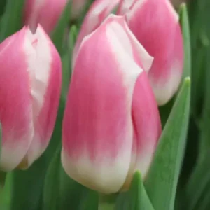 Тюльпан Snapshot 600 цибулин розмір 12+