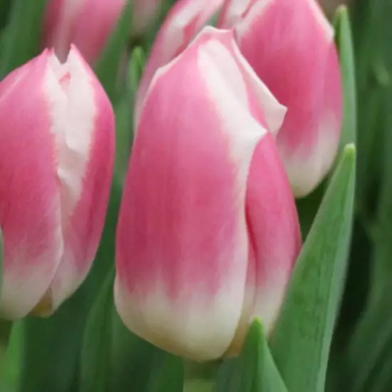 Тюльпан Snapshot 600 цибулин розмір 12+