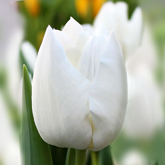 Тюльпан Snow Lady 600 цибулин розмір 12+
