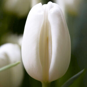 Тюльпан Snowboard 600 цибулин розмір 12+