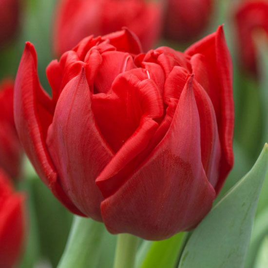 Тюльпан Spitfire 600 цибулин розмір 12+