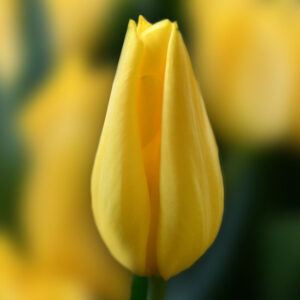 Тюльпан Strong Gold 600 цибулин розмір 12+