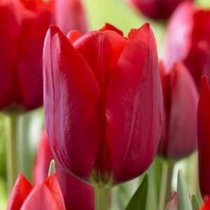 Тюльпан Strong love 600 цибулин розмір 12+