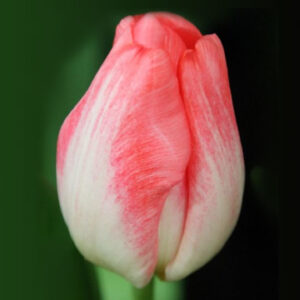 Тюльпан Super Model 600 цибулин розмір 12+