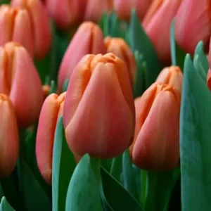 Тюльпан Time Out 600 цибулин розмір 12+