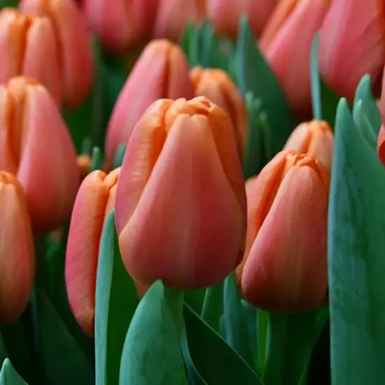 Тюльпан Time Out 600 цибулин розмір 12+