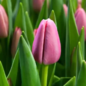 Тюльпан Tresor 600 цибулин розмір 12+