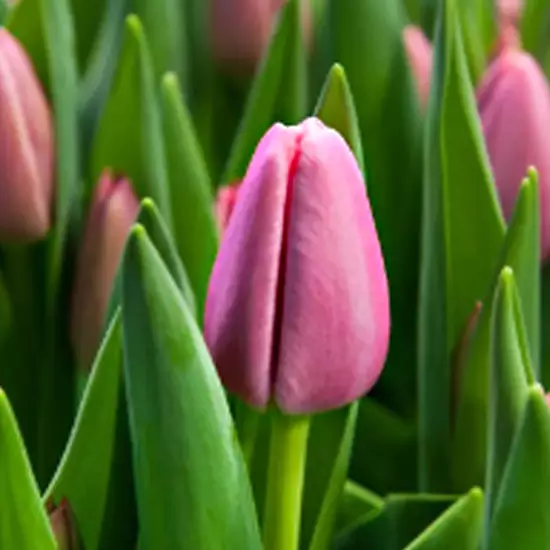 Тюльпан Tresor 600 цибулин розмір 12+