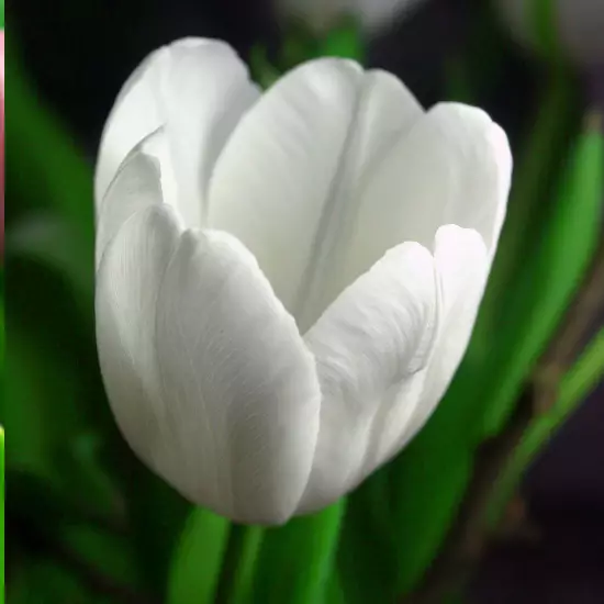 Тюльпан White Master 600 цибулин розмір 12+