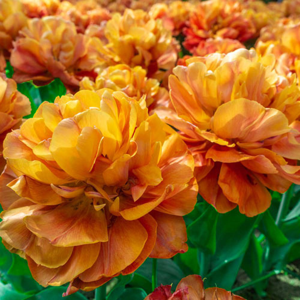 Тюльпан Valdivia 600 цибулин розмір 12+