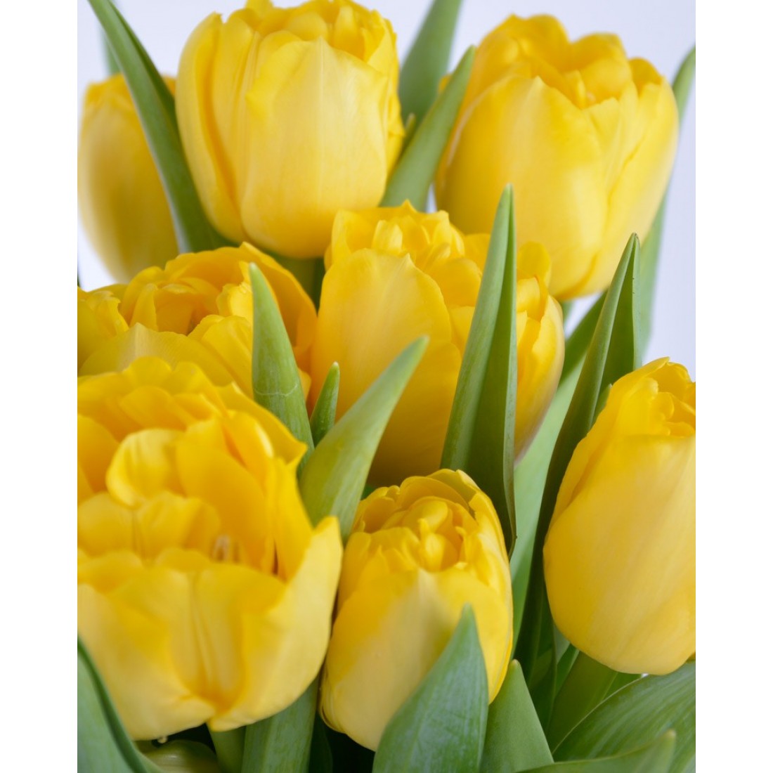 Тюльпан Homerun 600 цибулин розмір 12+