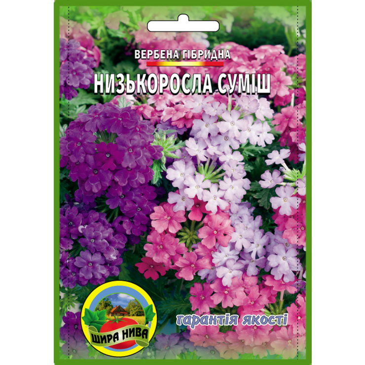Вербена Низькоросла суміш