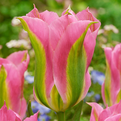 Тюльпан Гренланд 30 цибулин розмір 10/11