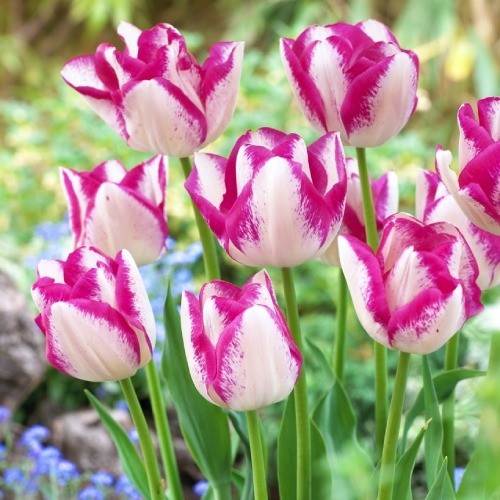 Тюльпан Дель П'єро 25 цибулин розмір 10/11